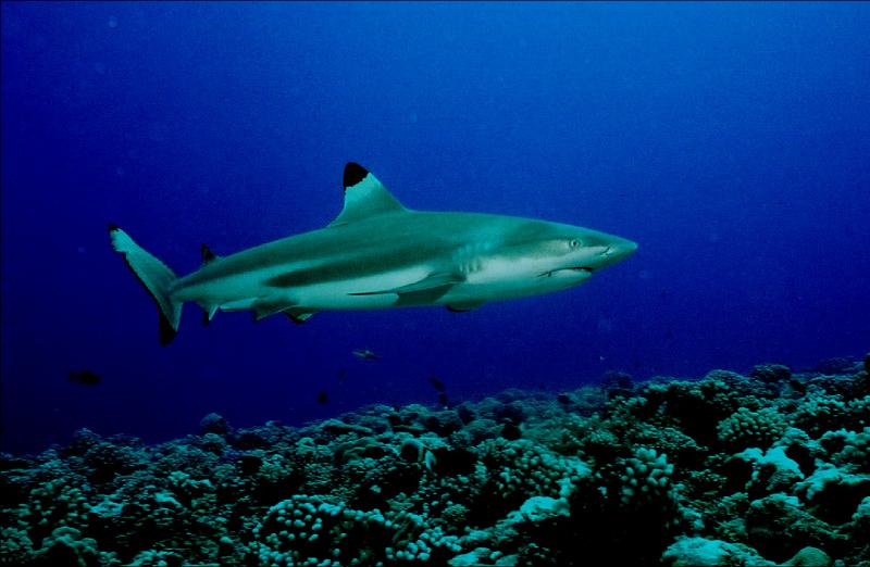 Black Tip Shark in Boca Raton 